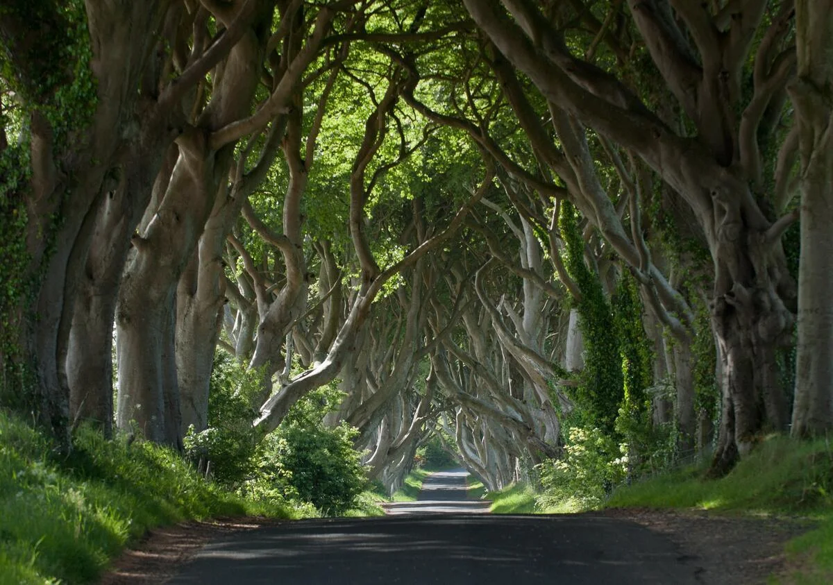 The Dark Hedges_TI72IU0